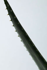 Organic / Soothing Aloe Vera Gel 180ml - Vegan Organik Aloe Vera Jeli 
