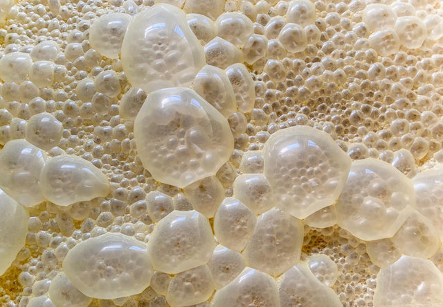 K-Beauty’nin Gençlik İksiri: Fermente İçerikler ve Probiyotiklerin Gücü