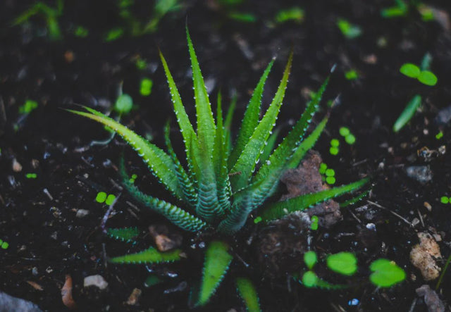 Yüz Bakımında Aloe Vera Kullanmanın 10 Faydası