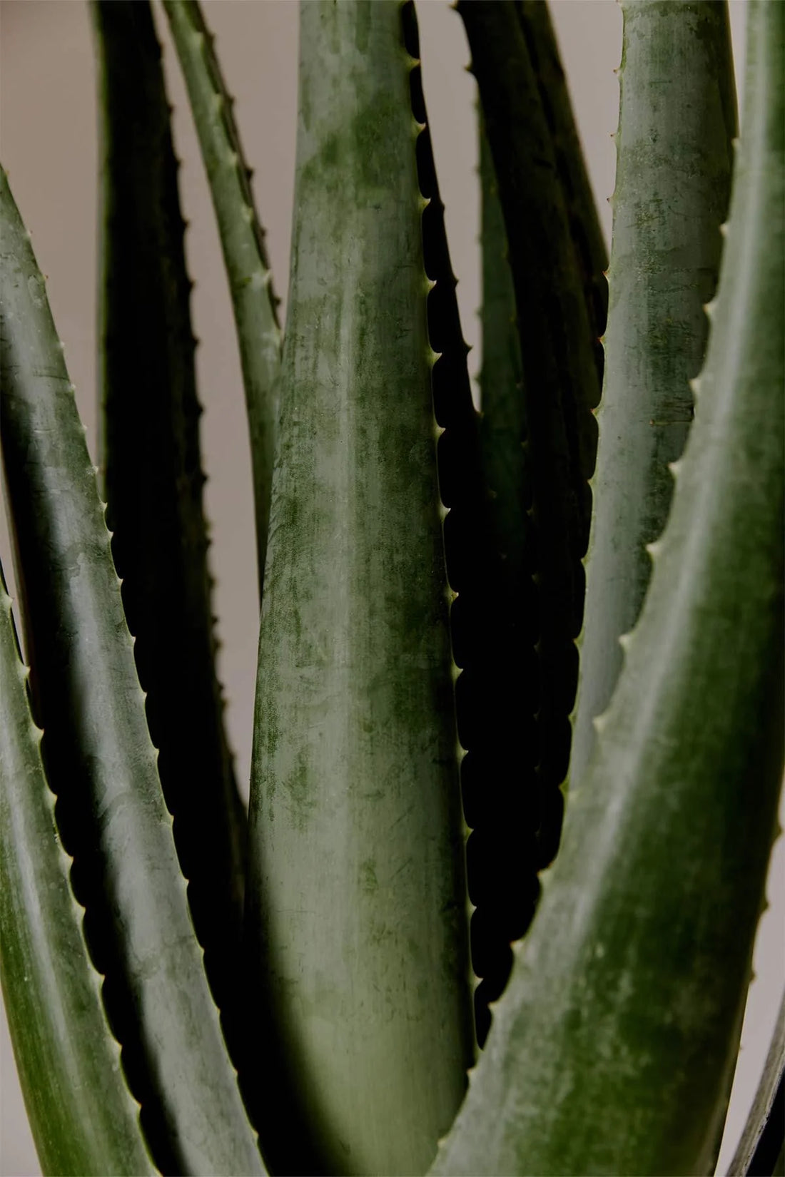 "Ölümsüzlük bitkisi” Aloe Vera ve faydaları 