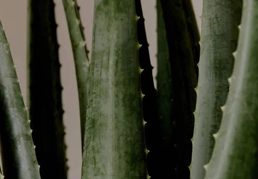 "Ölümsüzlük bitkisi” Aloe Vera ve faydaları 