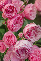 Ariul Collagen Rose PDRN Firming Serum - Gül PDRN & Kolajen Sıkılaştırıcı Serum