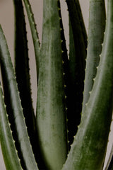 Aromatica Soothing Aloe Vera Gel 50ml- Aloe Vera Jel Mini 50ml